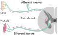 Diagram showing afferent and efferent neurons