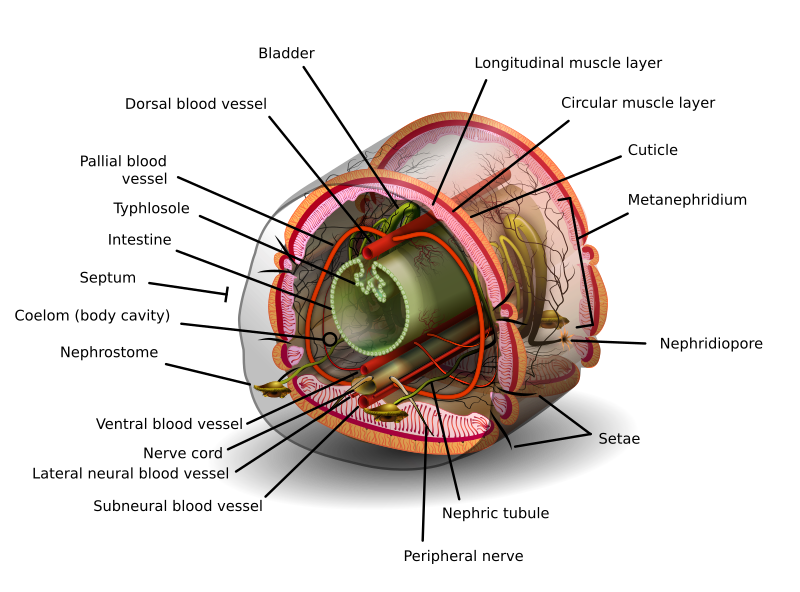 File:Annelid redone w white background.svg