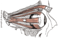 Thumbnail for version as of 13:40, 23 May 2026