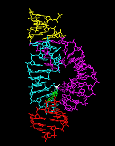 File:Hammerhead ribozyme ribbons.png