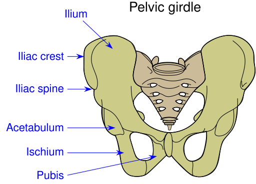 File:Pelvic girdle illustration.svg