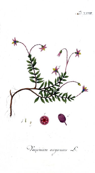 File:Vaccinium oxycoccos Ypey28.jpg