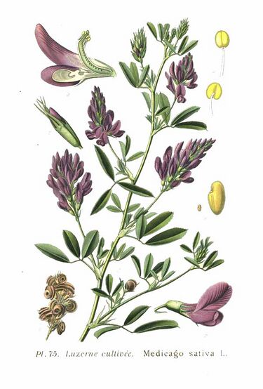 File:75 Medicago sativa L.jpg