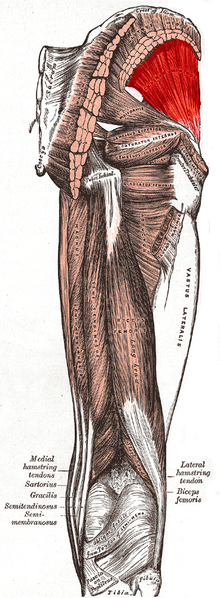 File:Gluteus minimus muscle.PNG