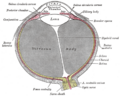 Gray's Anatomy illustration of the eye muscles