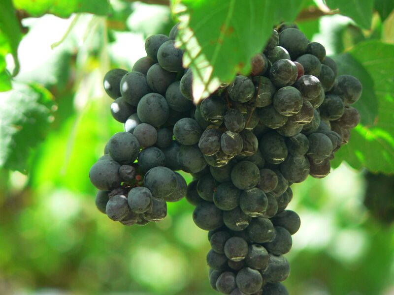 File:Shiraz Grapes.jpg