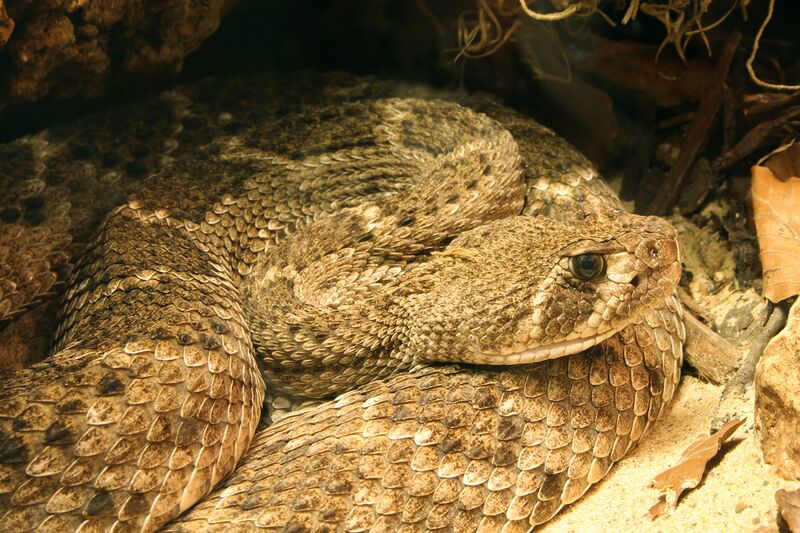 File:(Westliche Diamantklapperschlange) Crotalus atrox.jpg