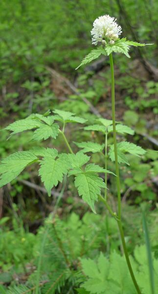 File:Actaea rubra.jpg
