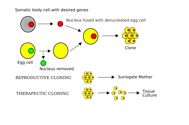 File:Cloning diagram english.svg