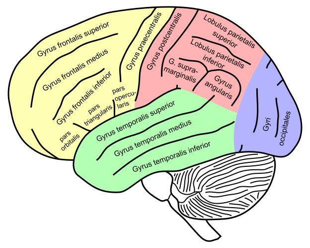 File:Gehirn, lateral - Hauptgyri beschriftet.svg