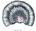 Thumbnail for version as of 17:28, 18 May 2026