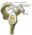 Glenoid_labrum