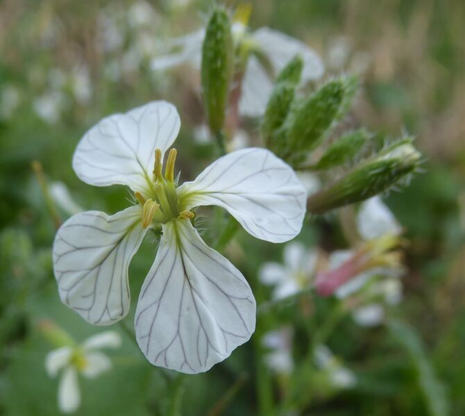 File:Raphanus raphanistrum petals.jpg