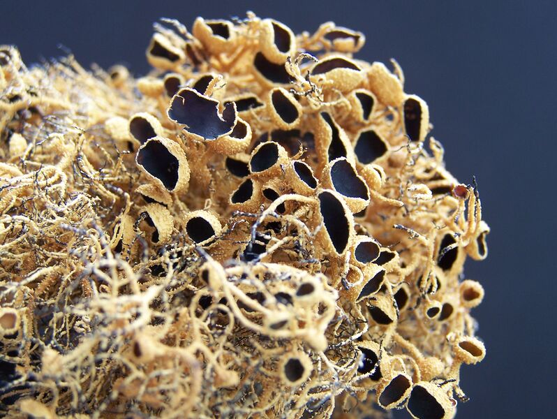 File:Usnea antarctica Du Rietz.JPG