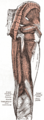 Muscles of the thigh, medial view