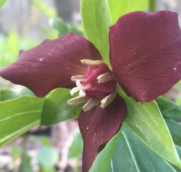 File:Red Trillium Close Up.jpg