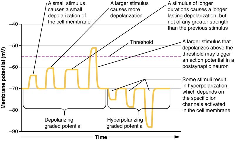 File:1223 Graded Potentials-02.jpg