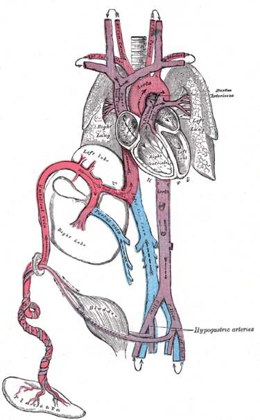 File:Gray502.png