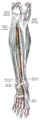 Anterior tibial recurrent artery - Image 2
