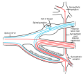 Sympathetic ganglia