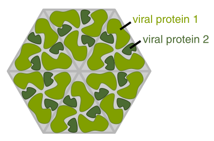 File:Hexon.svg