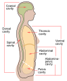 Diagram of body cavities