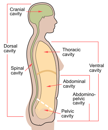 File:Scheme body cavities-en.svg