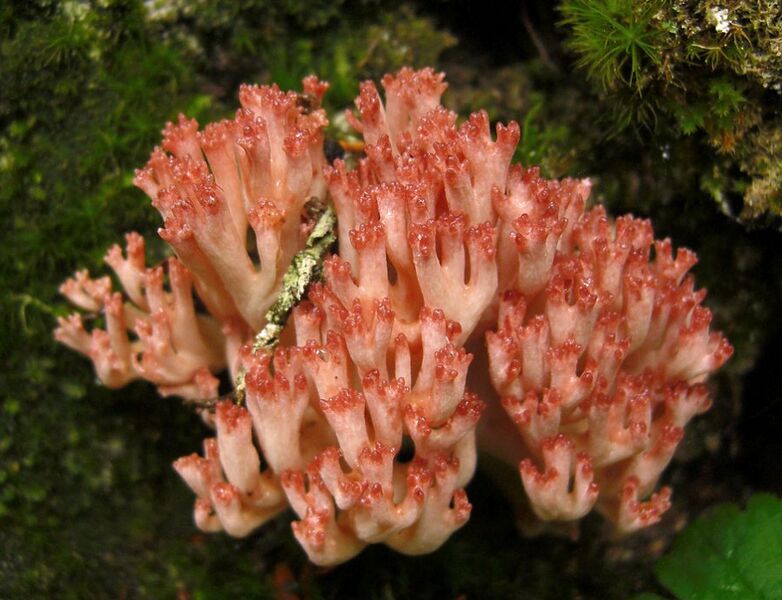 File:2010-09-17 Ramaria botrytis crop.jpg