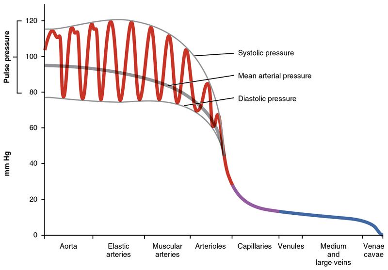 File:2109 Systemic Blood Pressure.jpg