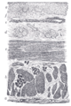 Exocrine gland