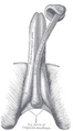 Perineal membrane