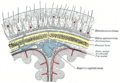 Gray's Anatomy illustration of the scalp