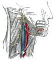 The position of the sternothyroid muscle in the neck.