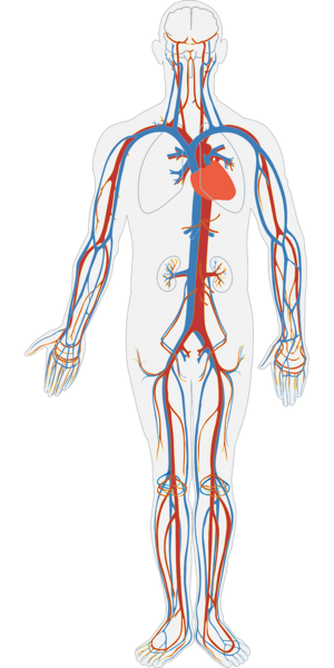 File:Human-circulation.png