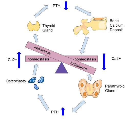 File:Parathyroid Hormone Negative Feedback.svg