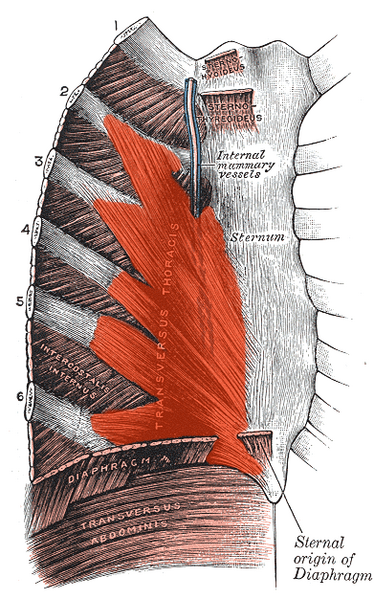 File:Transversus thoracis.png