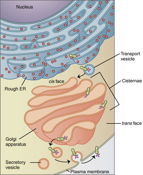 File:0314 Golgi Apparatus a en.png