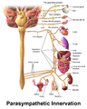 Parasympathetic Innervation