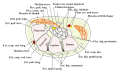 Carpal tunnel anatomy