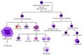 Hematopoiesis simple