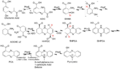 Biosynthesis pathway of Pyocyanin