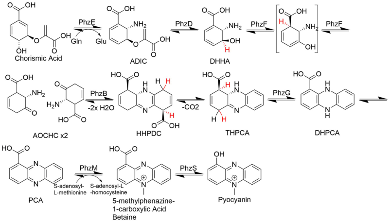 File:Pyocyanin Biosynthesis.png