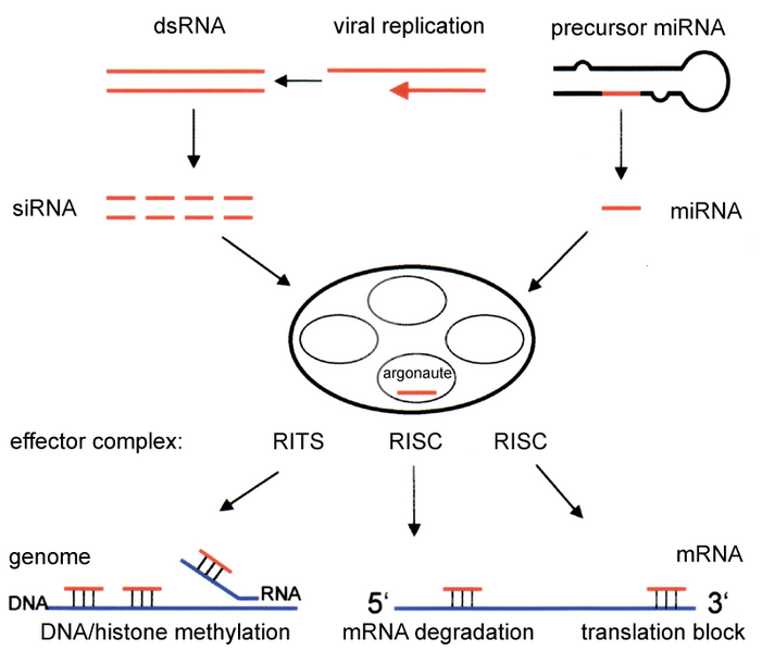 File:RNAi-simplified.png