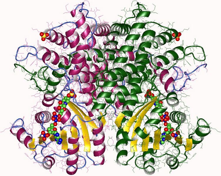 File:1pgo.jpg