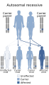 Autosomal recessive inheritance pattern