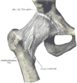 Intertrochanteric line - Image 1