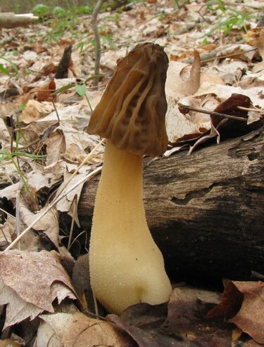 File:Morchella semilibera 41604.jpg