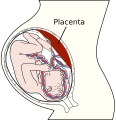 Immune tolerance in pregnancy