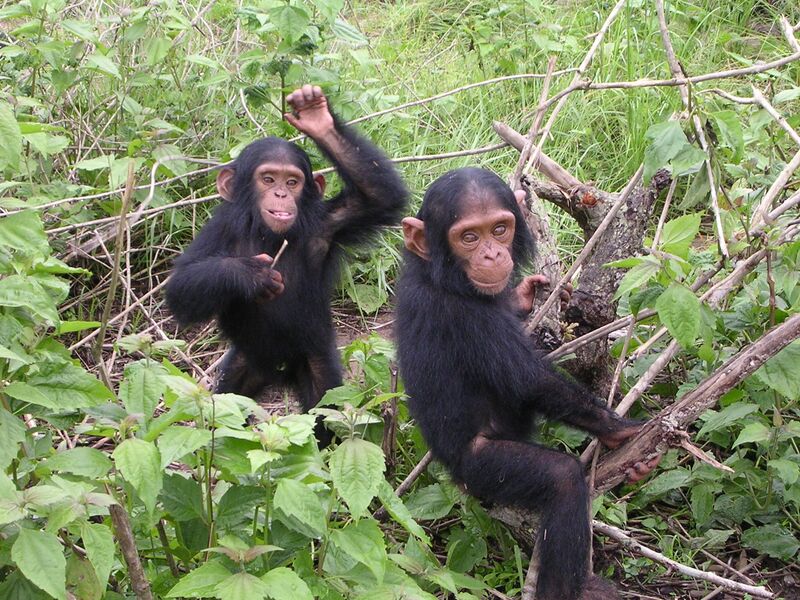 File:2006-12-09 Chipanzees D Bruyere.JPG