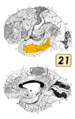 Thumbnail for version as of 19:17, 4 June 2026